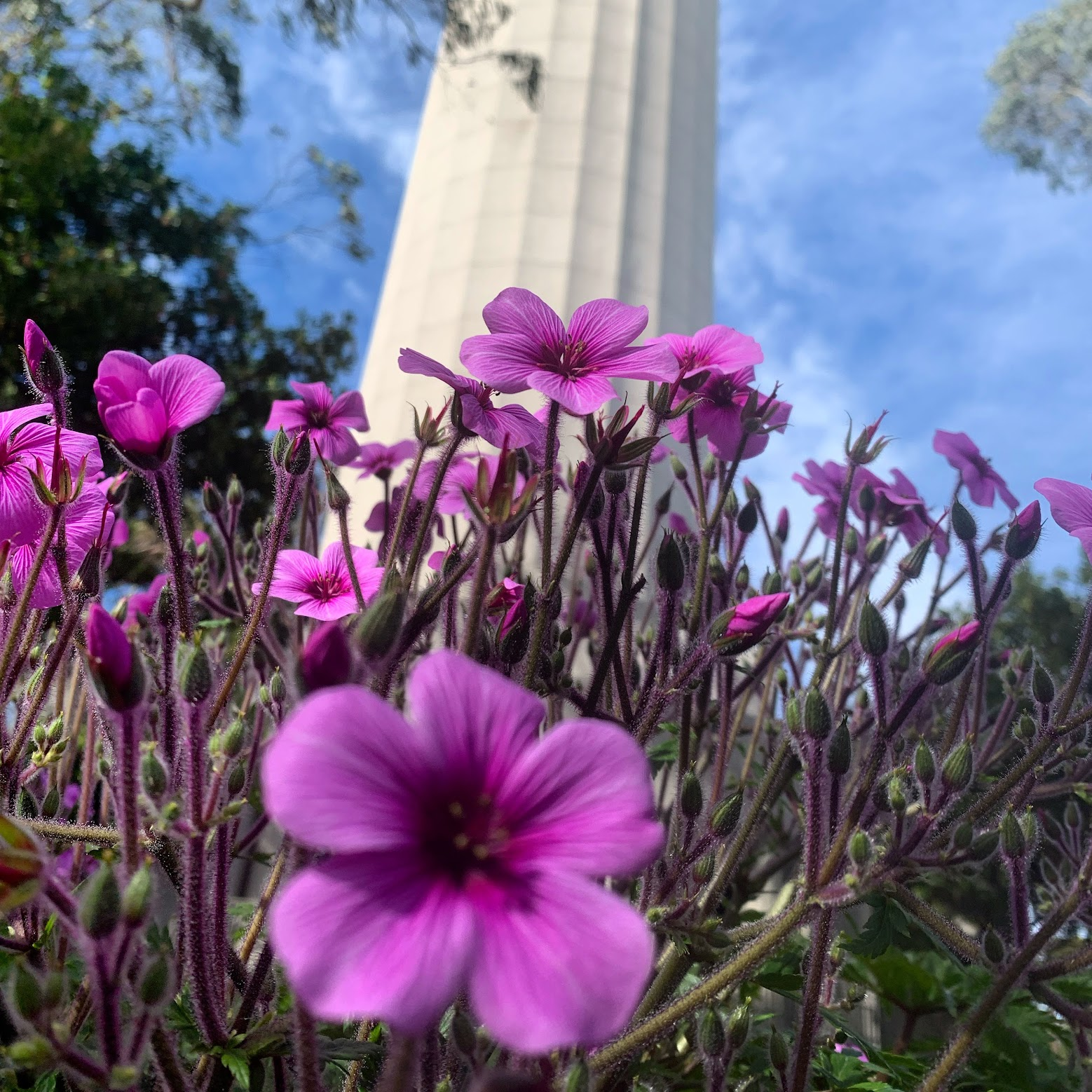 Coit Tower with flowers in foreground